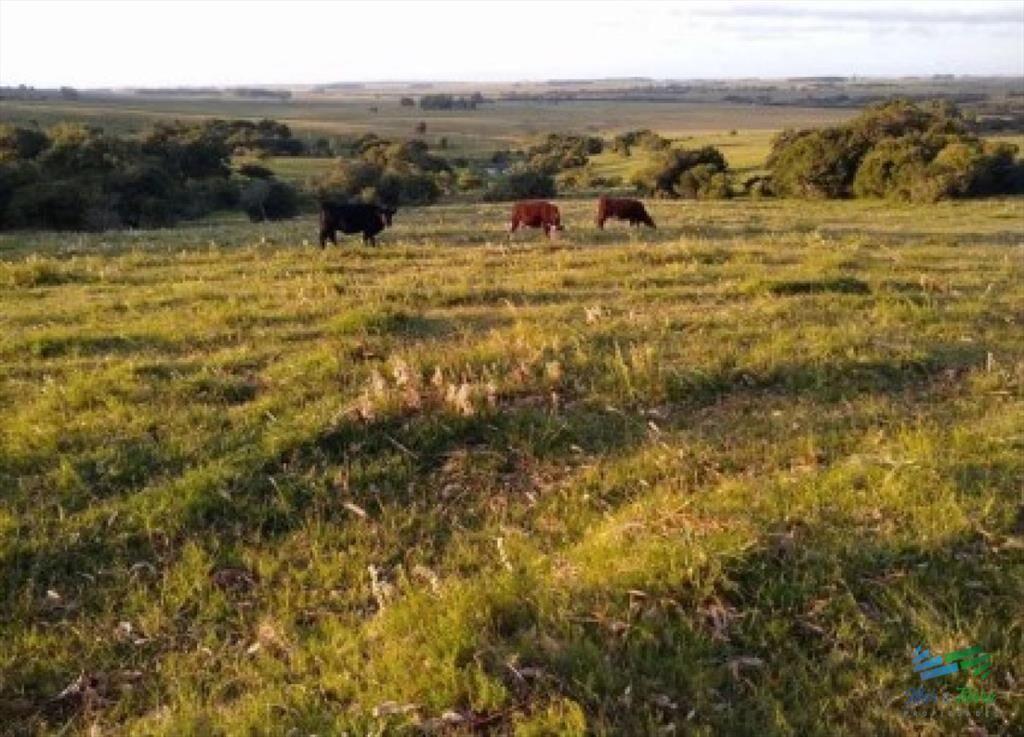 Buen campo ganadero 218 Has en Oratorio
