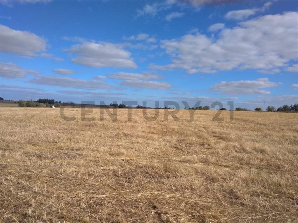 Venta Campo Productivo en Lavalleja de 26,5 hectáreas. Ru...