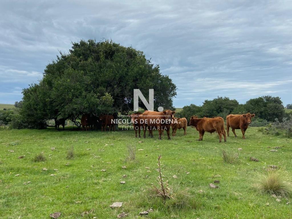 Gran oportunidad de Campo.