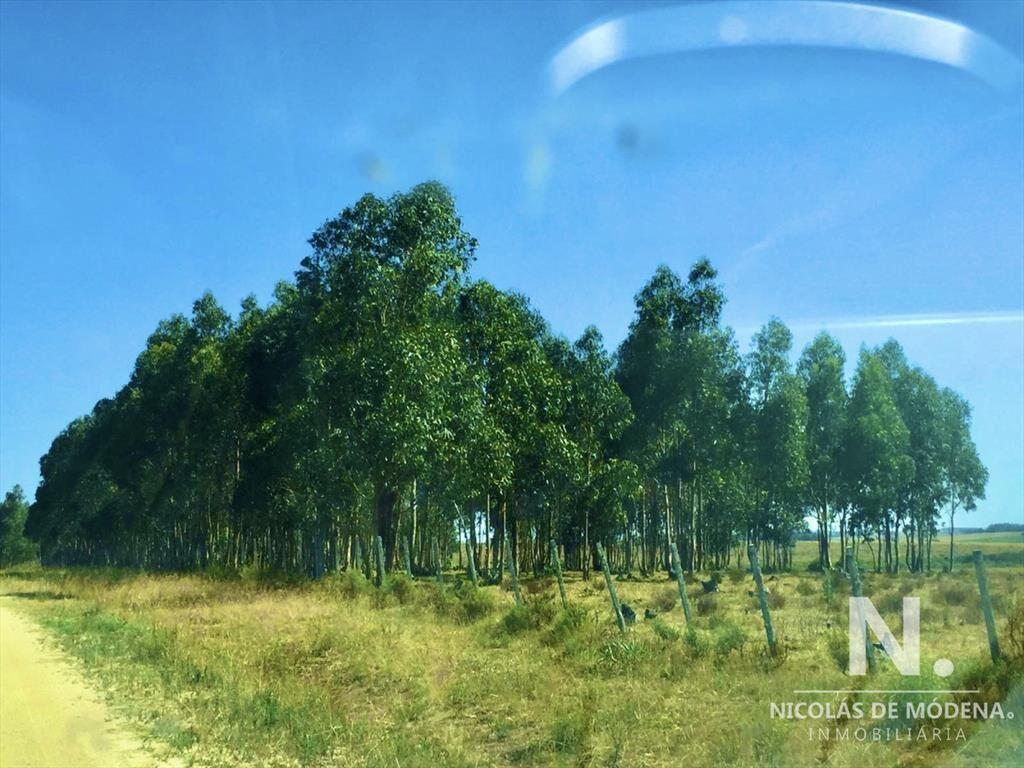 Campo productivo en zona José Ignacio