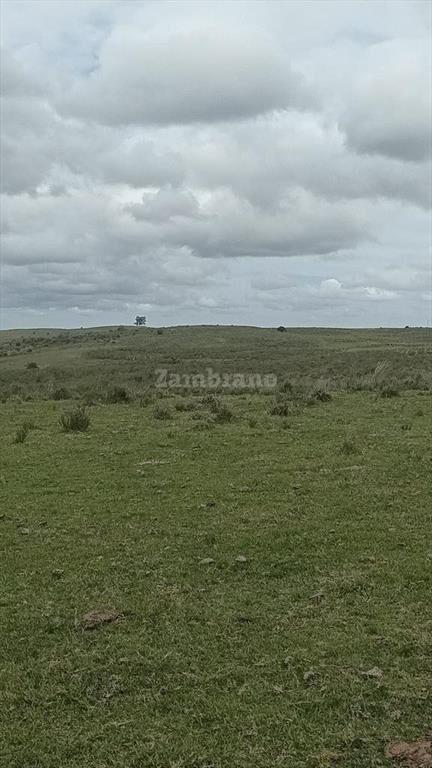 Establecimiento Ganadero I Cerro Largo I Ha: 950. IC:85.