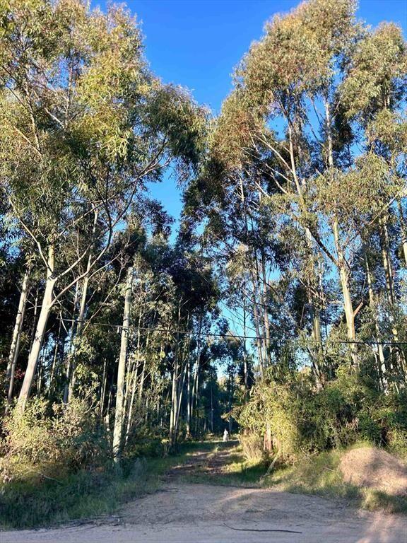Terreno en Estación la Floresta 4,9 hectáreas