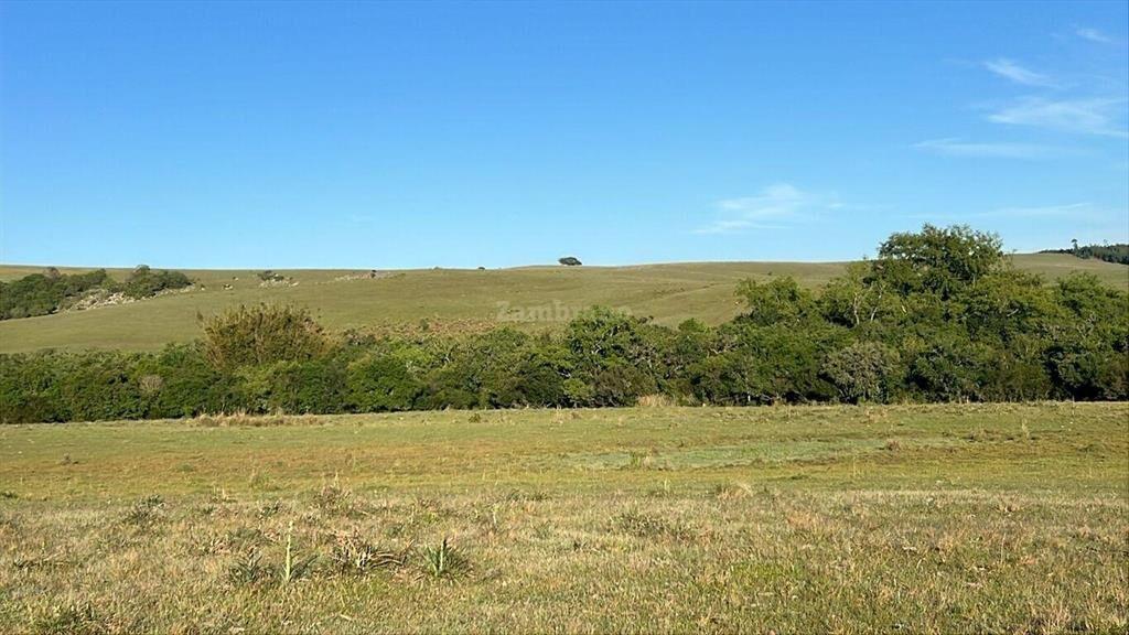 Campo Forestal Ganadero en Cerro Largo