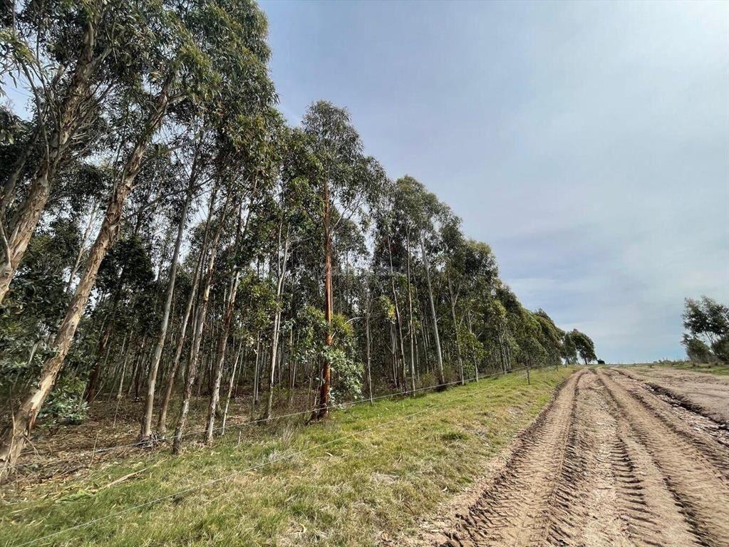 Establecimiento ganadero I Canelones I 400 has