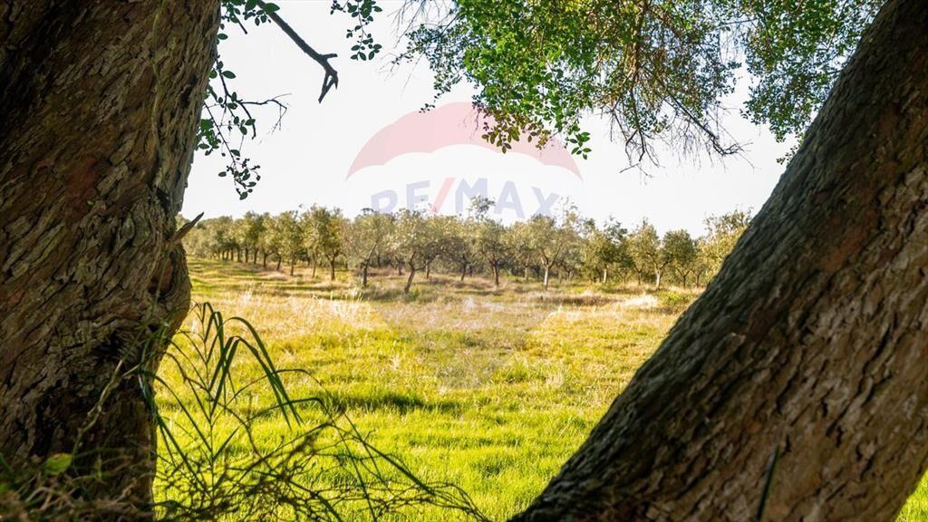 Venta de Campo con olivos en Rocha