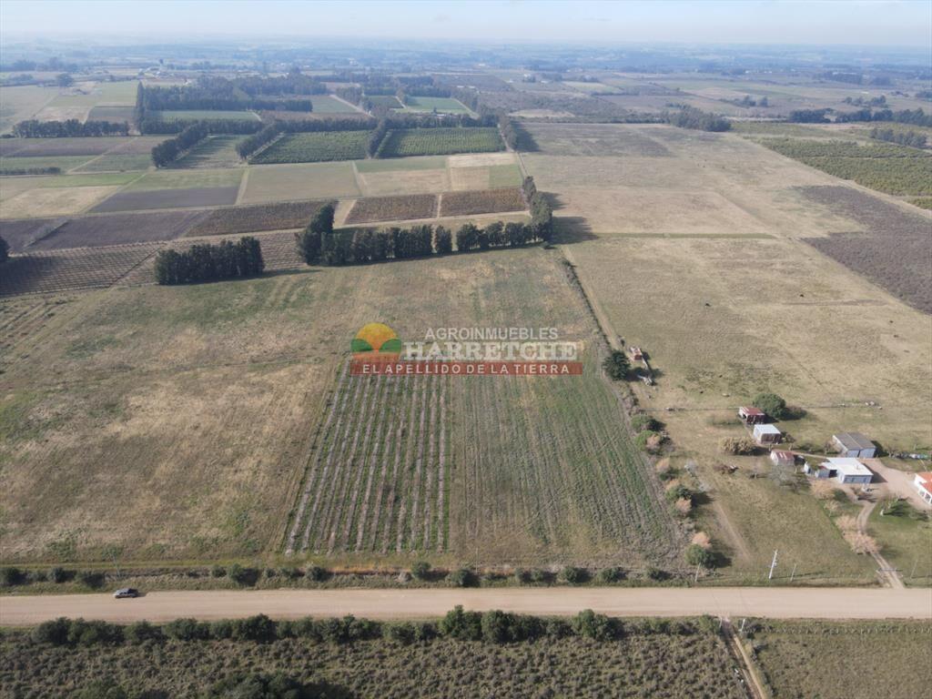Chacra de 3 has en Los Cerrillos, a pasitos del