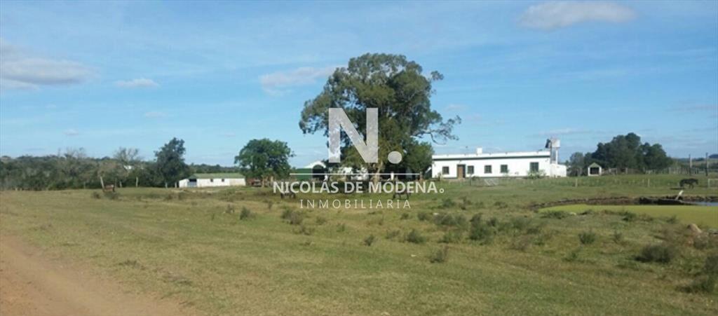 En venta campo tipo criador en Montevideo - y