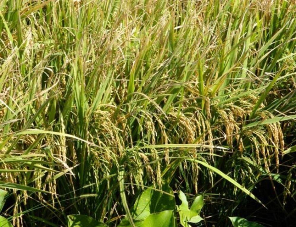 Estancia Agrícola Ganadera I Cerro Largo I Ha: 525. IC: 113
