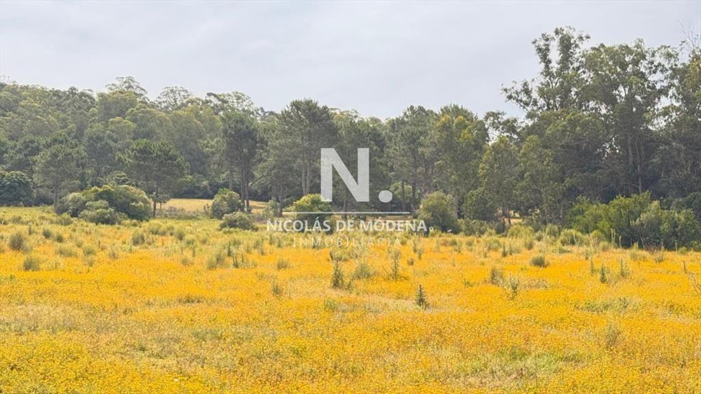 Campo de 5 has con 4658 m2 en La Pataia