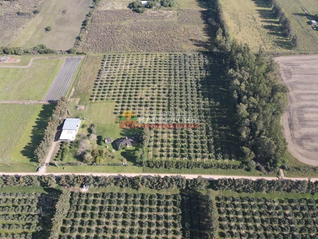 Campo de Olivos en venta, con fábrica de aceite