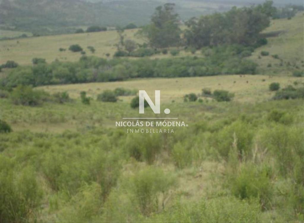 Campo de 95hás.