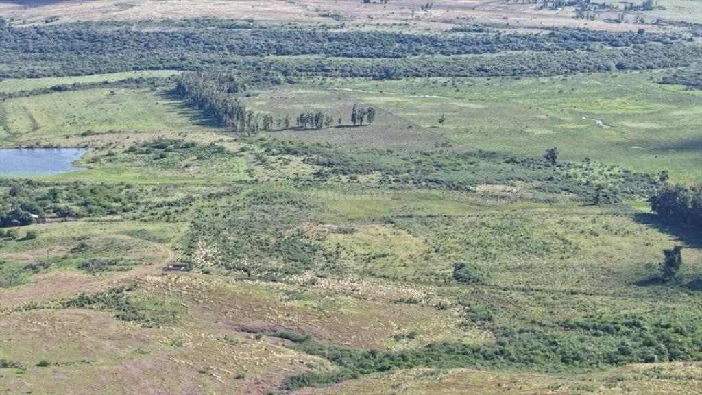 Campo Ganadero en Artigas