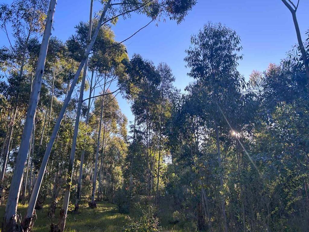 Terreno en Estación la Floresta 4,9 hectáreas
