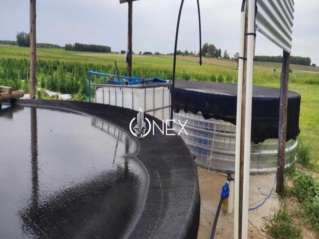 SE VENDE CAMPO AGRICOLA GANADERO EN SAN RAMÓN