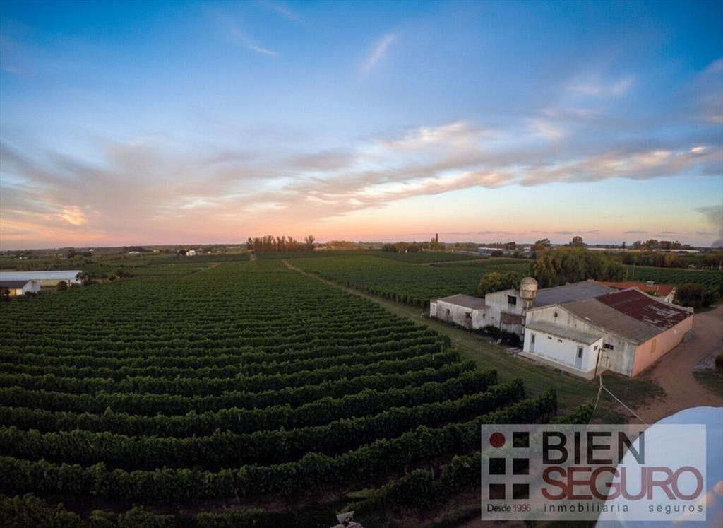 Chacra de 11,7 hás, con bodega y viñedos, en venta próximo