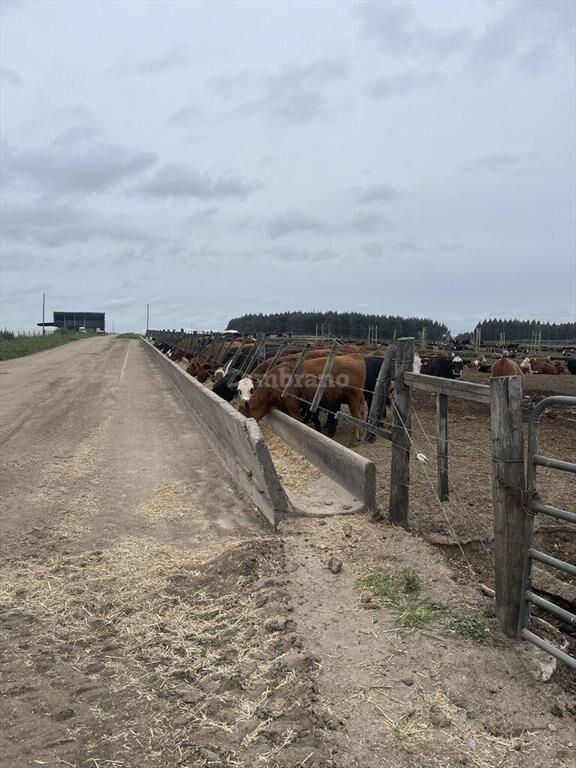 Estancia Agrícola Ganadera en Flores
