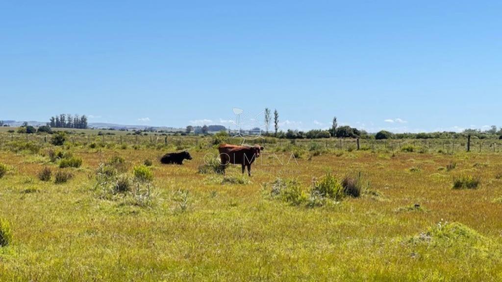 Se venden 2 chacras a 15 km de San Carlos