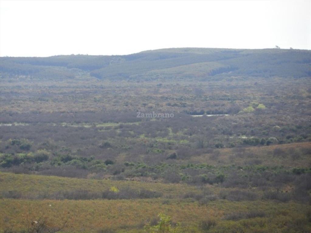 Campo Ganadero I Cerro Largo I Ha: 1450 IC: 57.