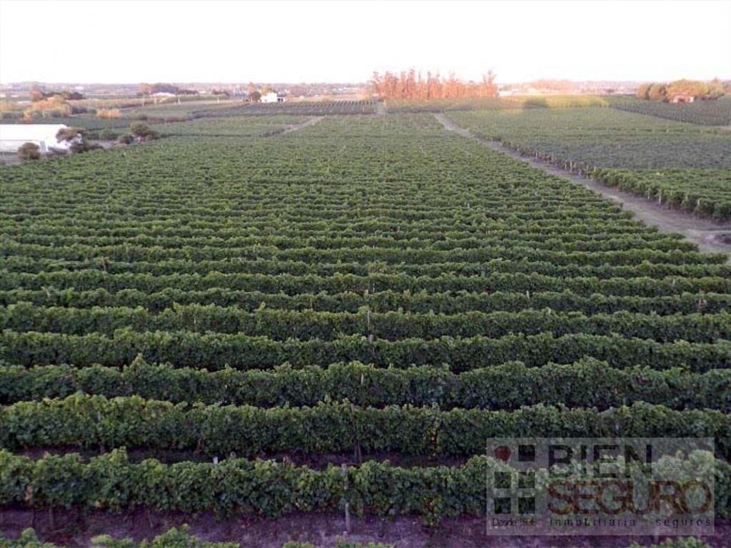 Chacra de 11,7 hás, con bodega y viñedos, en venta próximo