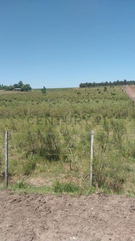 Campo Alambrado en San Jacinto, C/ Gran Tajamar, Zona alt...