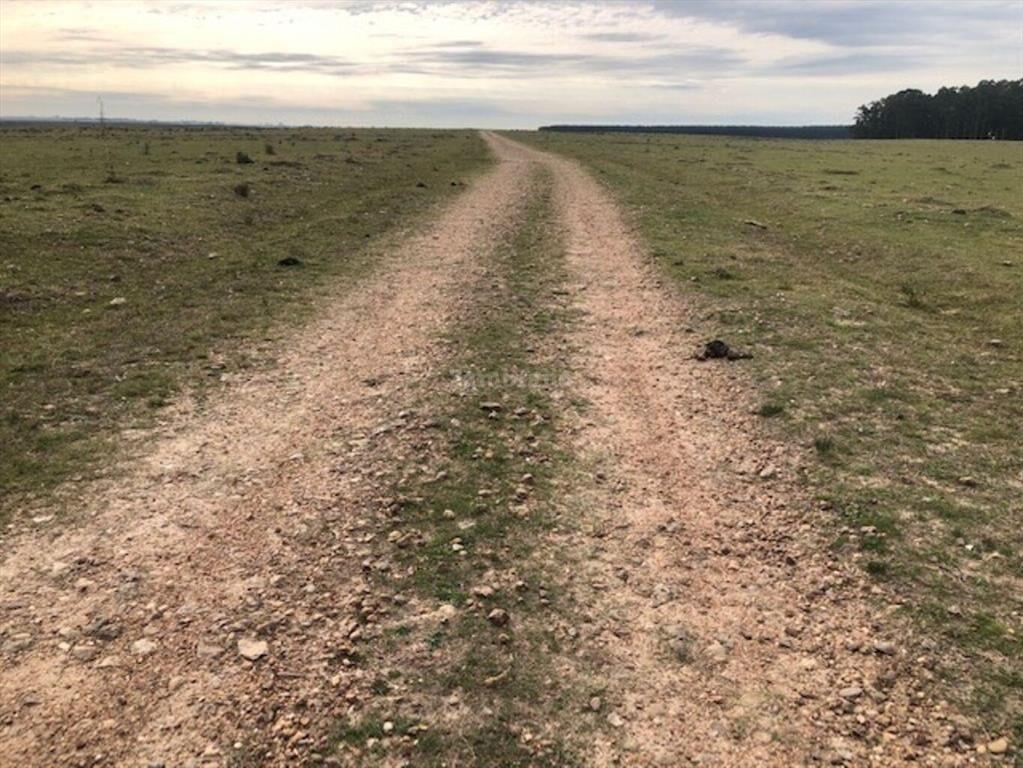 Establecimientos Ganadero Agrícolas I Cerro Largo I Ha: 650