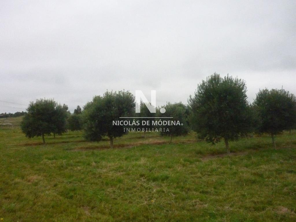 HERMOSA CHACRA CON PRODUCCION DE OLIVOS