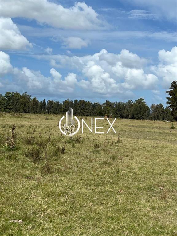 Gran campo agrícola Ganadero 77 hectáreas en a