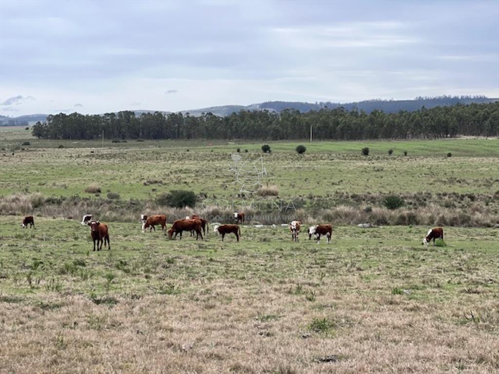 Campo de 22 has 6862 m2 cerca de Punta del Este