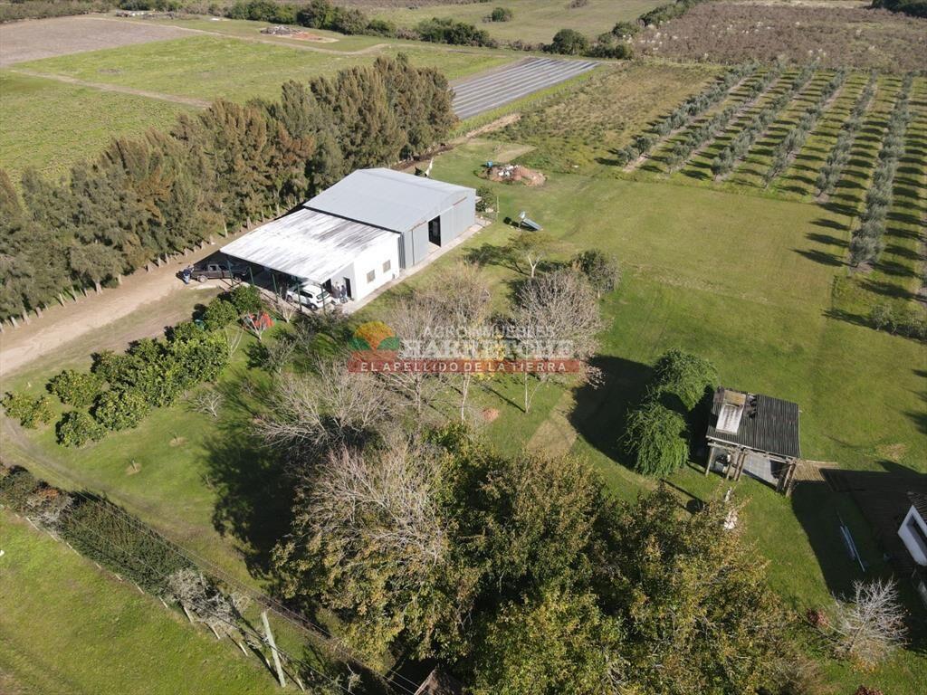 Campo de Olivos en venta, con fábrica de aceite