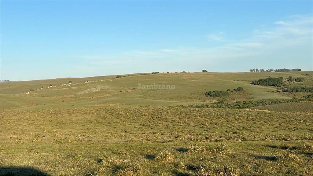 Campo Forestal Ganadero en Cerro Largo