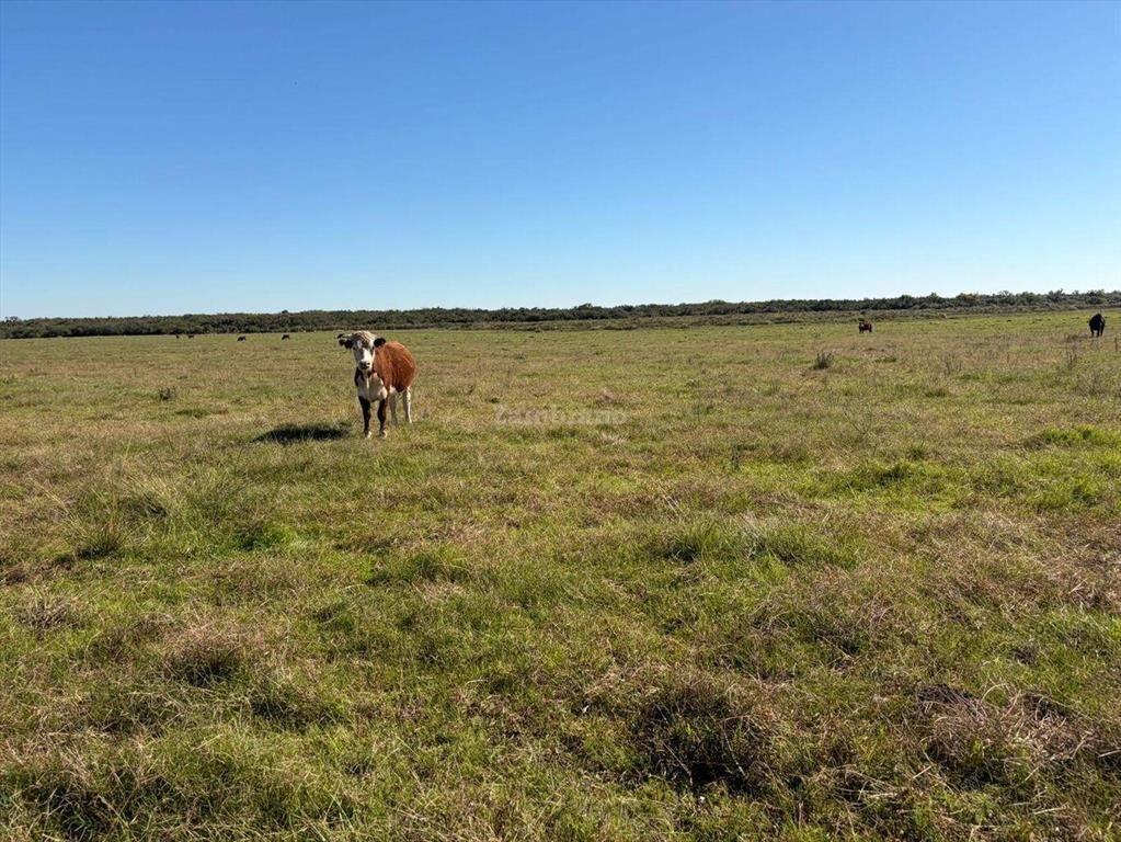 Venta Campo Durazno