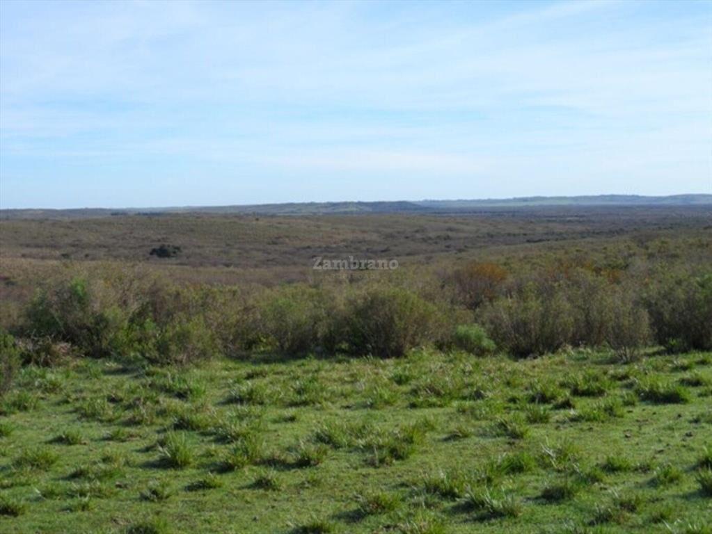Campo Ganadero I Cerro Largo I Ha: 1450 IC: 57.