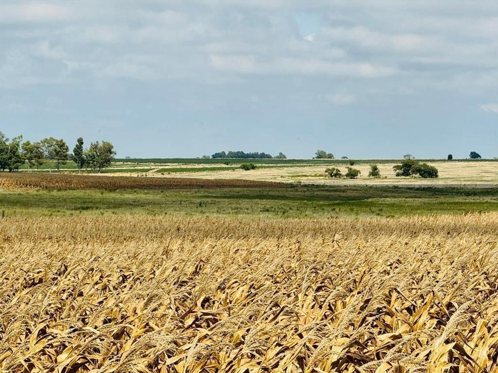 Venta de Campo Agrícola en Soriano