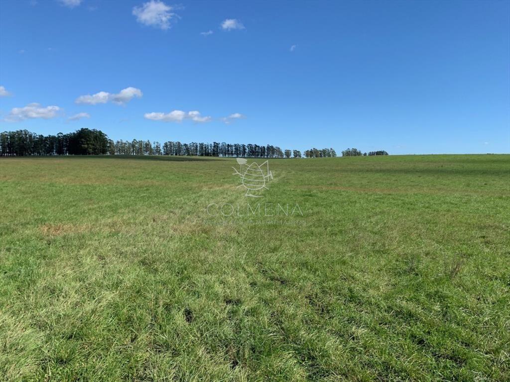 Campo excelente ubicacción, ideal plantar o