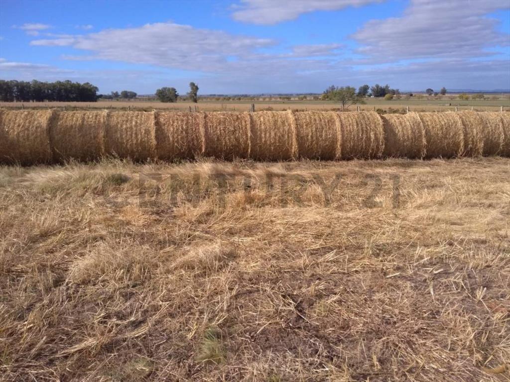 Venta Campo Productivo en Lavalleja de 26,5 hectáreas. Ru...