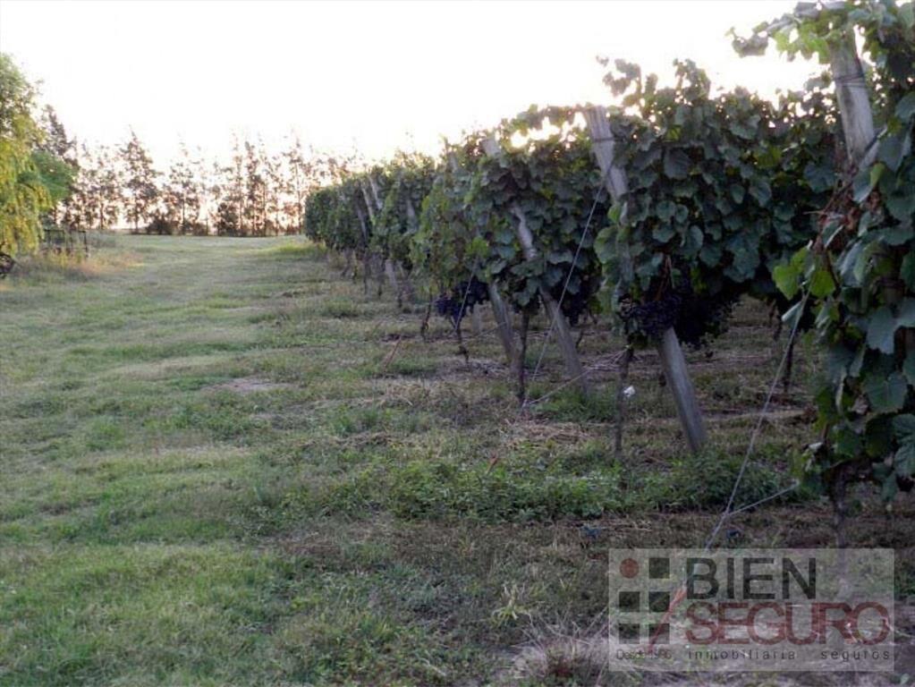 Chacra de 11,7 hás, con bodega y viñedos, en venta próximo