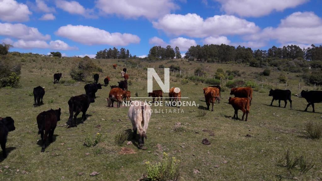 Campo en Aigua , Maldonado, 62 Hectáreas