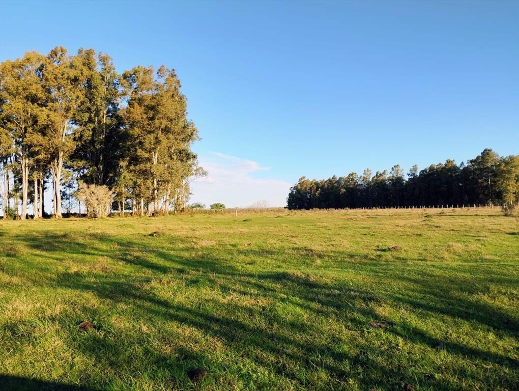 VENTA DE CHACRA 8 HAS. EN PAYSANDU