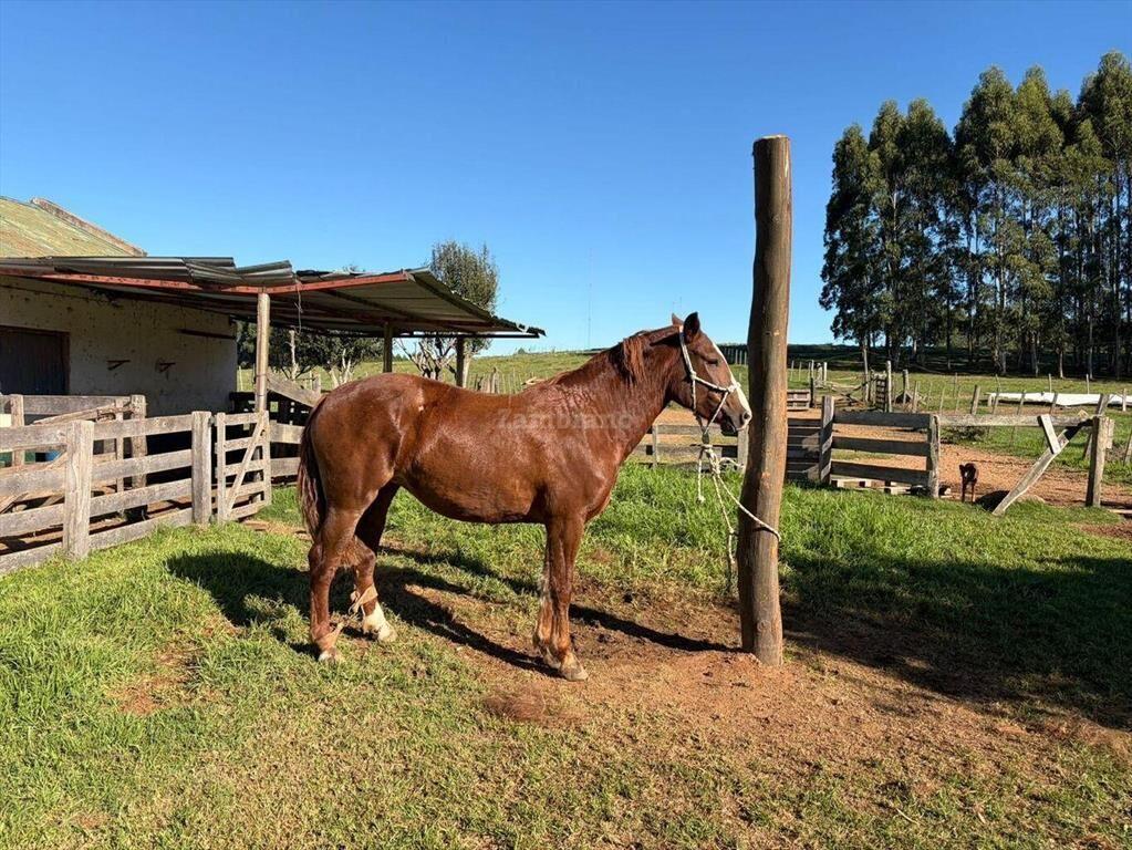 Venta Campo Durazno
