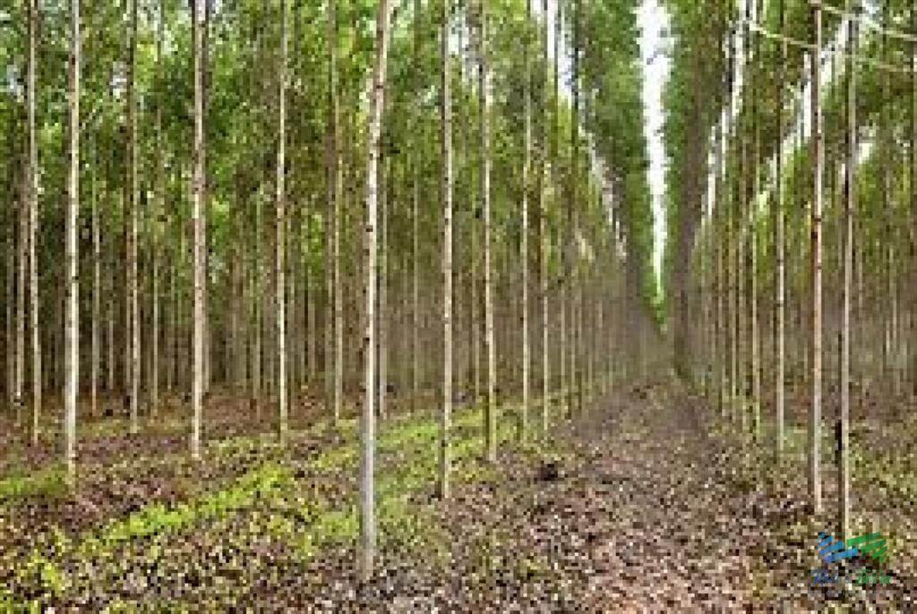 Campos Forestales
