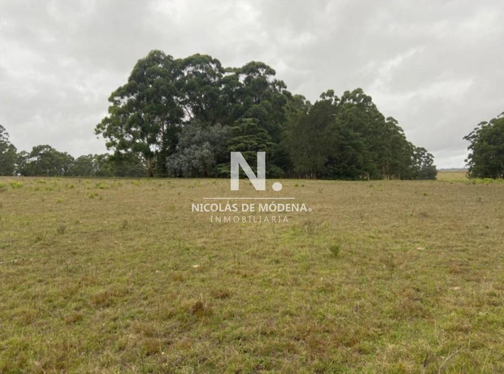 Campo en Ruta 104, 20 hectáreas