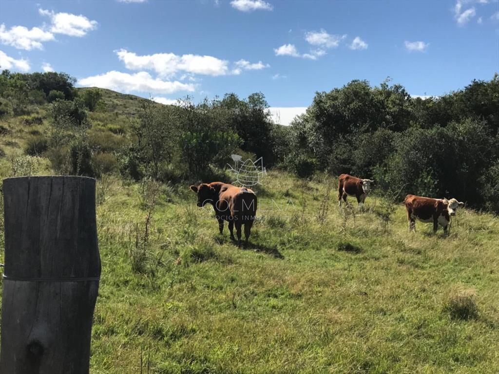 Campo 138 has en las Cañas