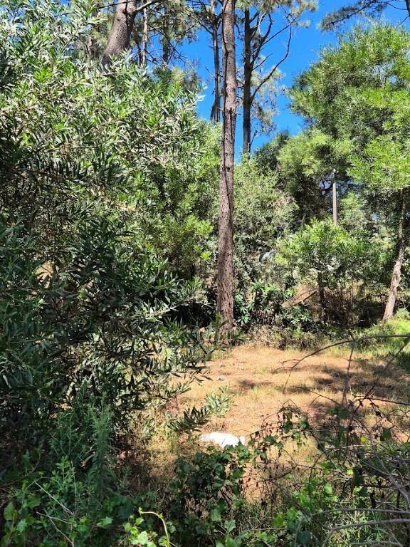 El Pinar Sur, terreno alto
