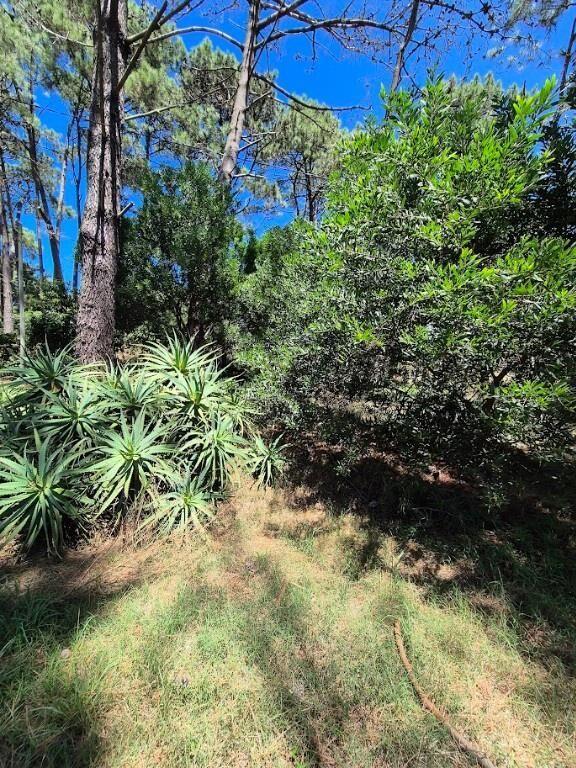 El Pinar Sur, terreno alto