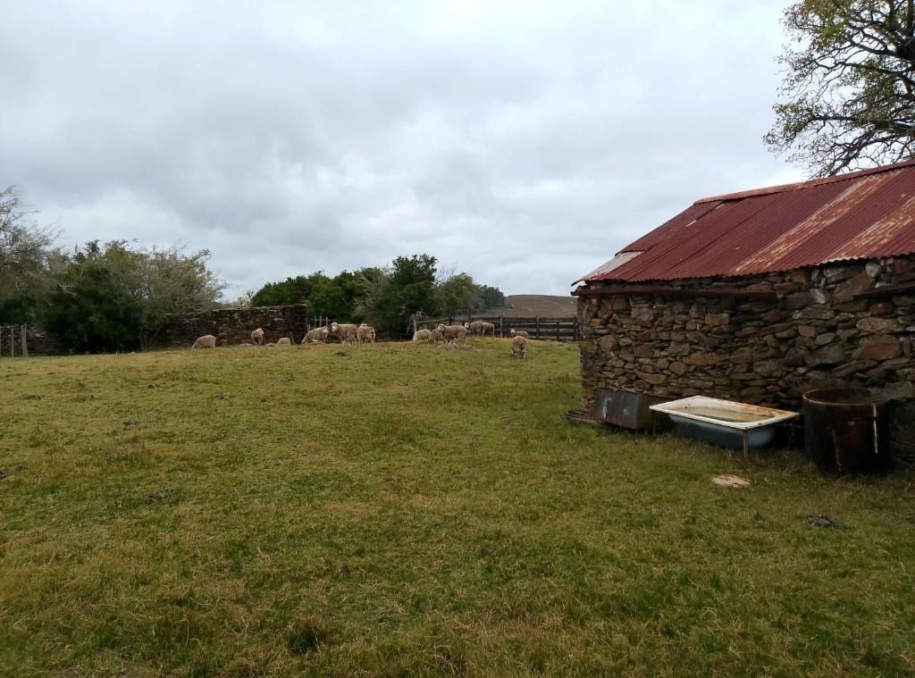 Campo 23 há, (tambo, ganadero, agrícola)