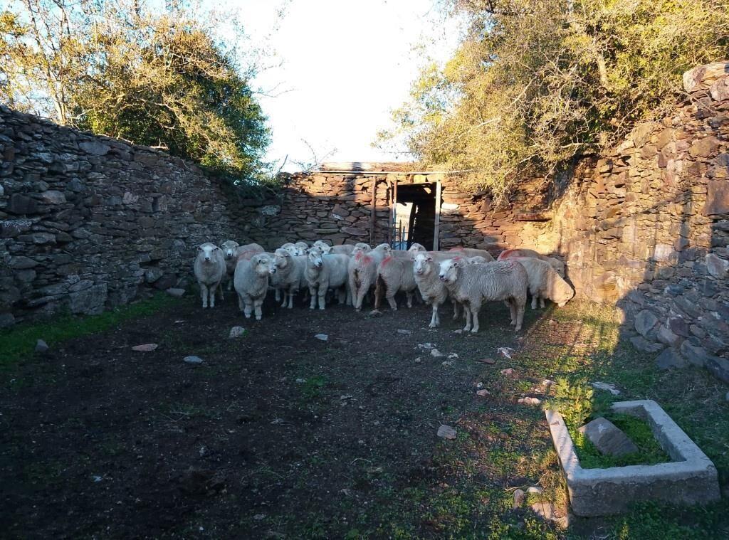 Campo 23 há, (tambo, ganadero, agrícola)