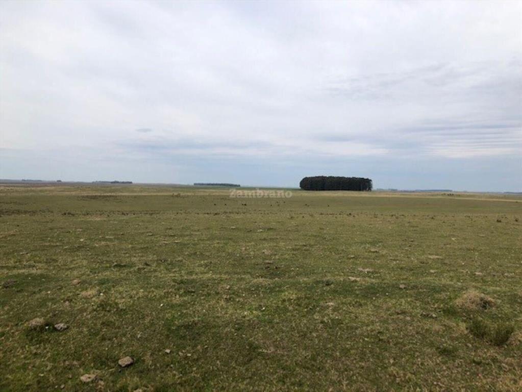 Establecimientos Ganadero Agrícolas I Cerro Largo I Ha: 650