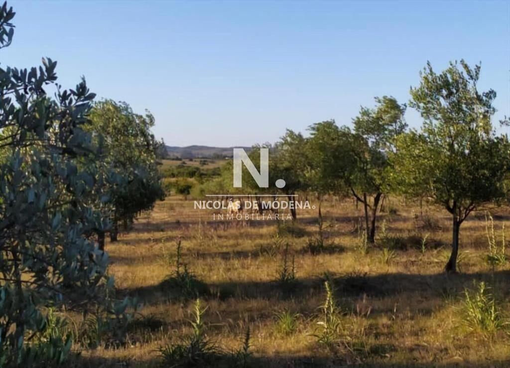 Campo de 5 hectáreas en venta.