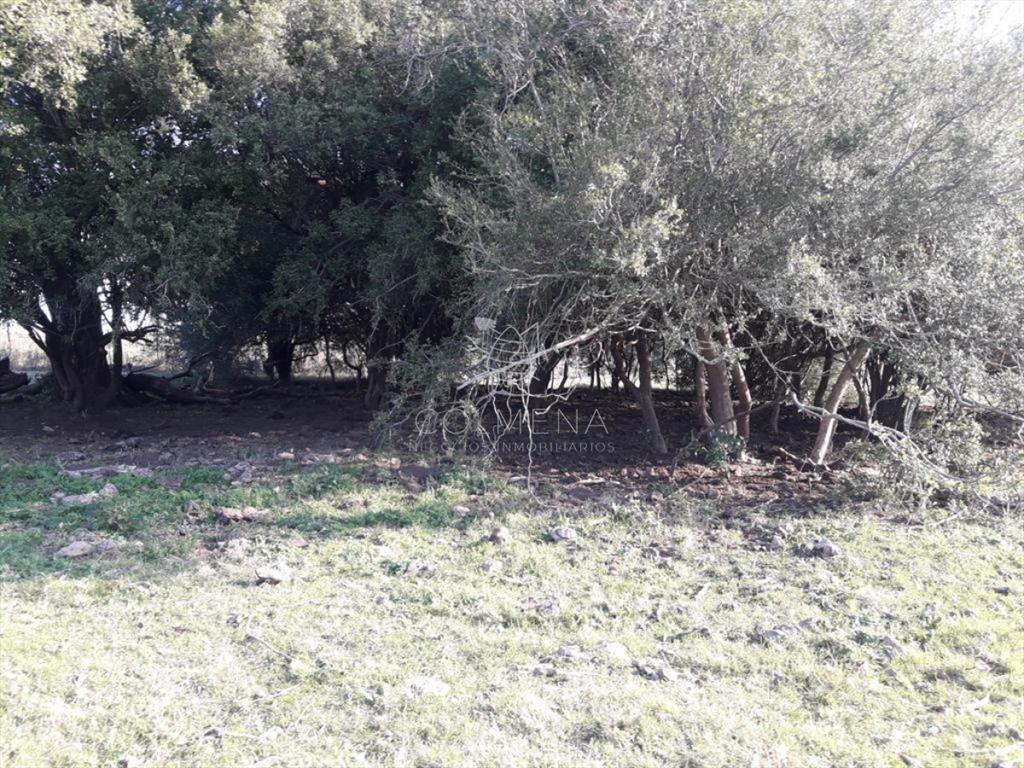 Campo de 66 has con 1991 m2 - En Corte la Leña -