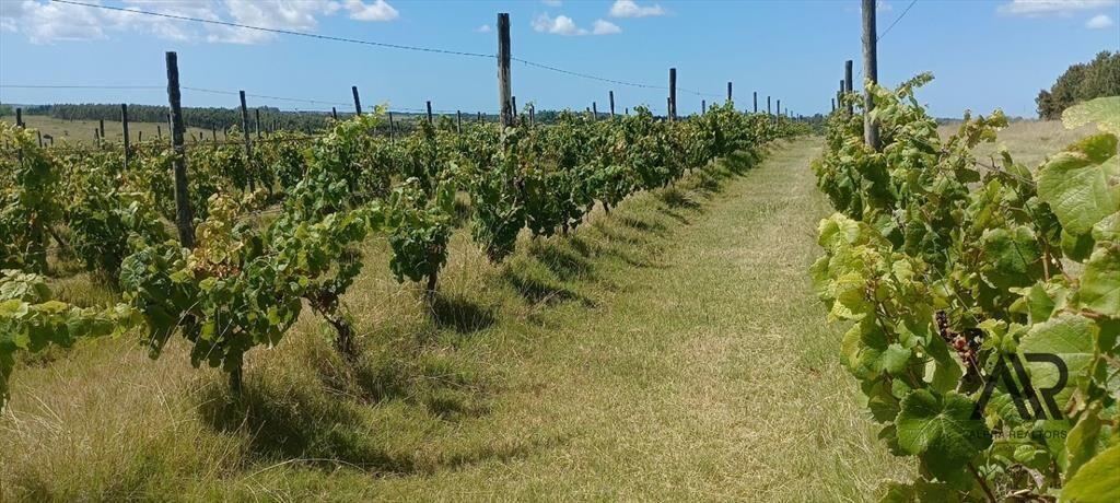 Campo en venta de 69ha ubicado en Atlántida